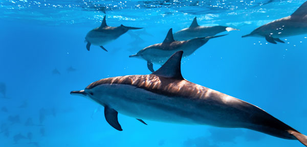 dauphins